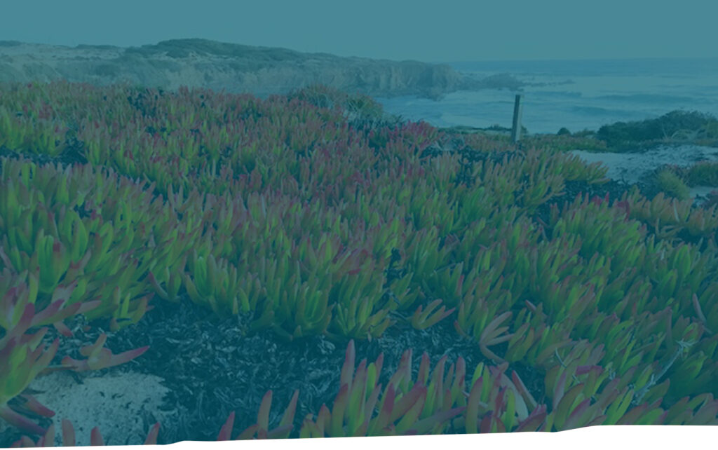 The wider Pachawa environment in the Alentejo